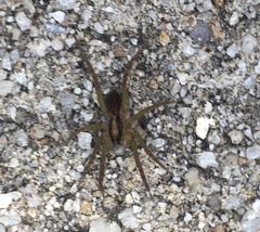 Tigrosa annexa