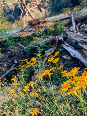 Tagetes lemmonii