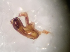 Diaulota densissima