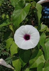 Ipomoea anisomeres