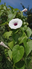 Ipomoea anisomeres