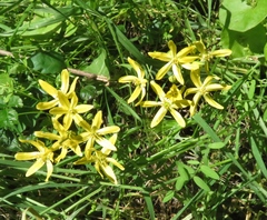 Triteleia ixioides scabra