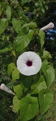 Ipomoea anisomeres