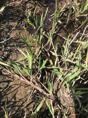 Paspalum hydrophylum