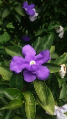 Brunfelsia australis