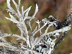 Pseudevernia furfuracea