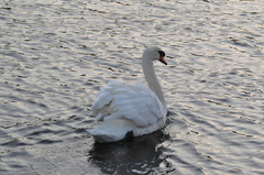 Cygnus olor