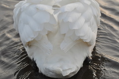 Cygnus olor