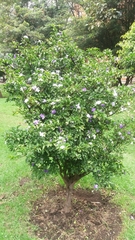 Brunfelsia australis