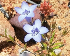 Wahlenbergia prostrata