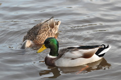 Anas platyrhynchos