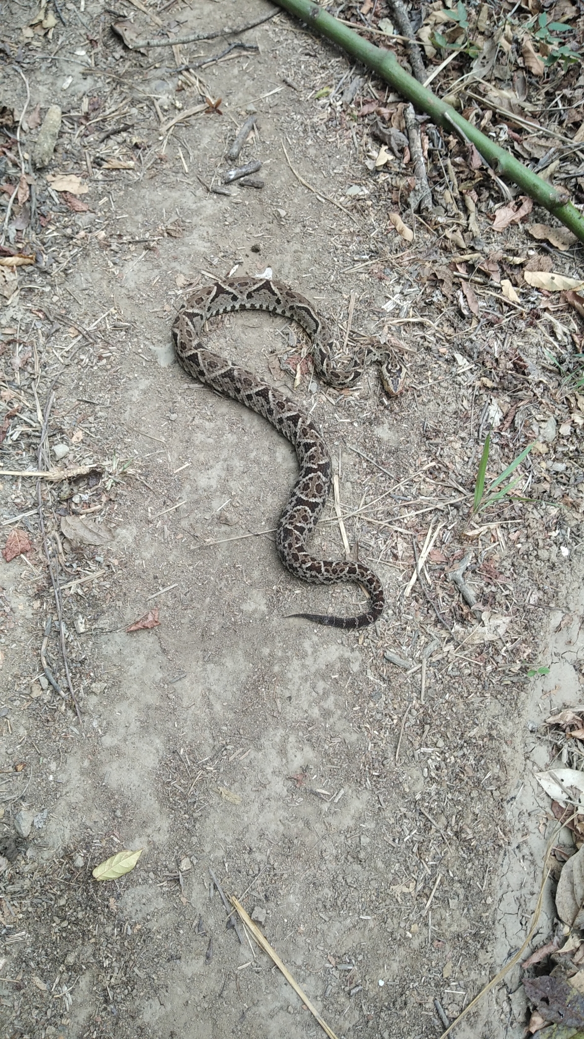 Bothrops image