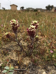 Castilleja exserta latifolia