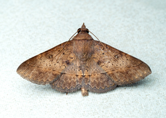 Hypospila bolinoides