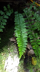 Asplenium