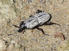 Sphenophorus compressirostris