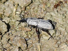Sphenophorus compressirostris