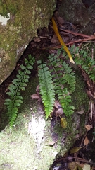 Asplenium