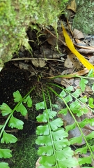 Asplenium