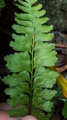 Asplenium