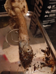 Leccinum schistophilum