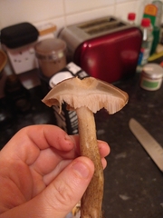 Leccinum schistophilum