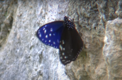 Euploea mulciber