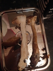 Leccinum schistophilum