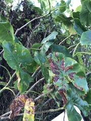 Montrichardia arborescens