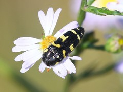 Acmaeodera macra