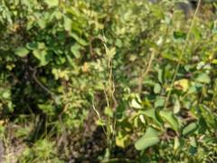 Piptatheropsis canadensis