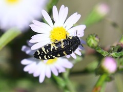 Acmaeodera macra