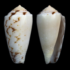 Conus bandanus