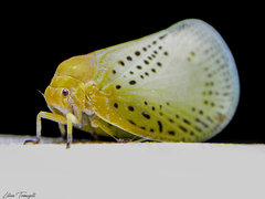 Poekilloptera phalaenoides