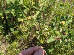 Piptatheropsis canadensis