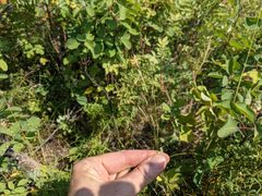 Piptatheropsis canadensis