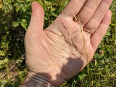 Piptatheropsis canadensis