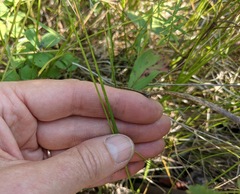 Piptatheropsis canadensis