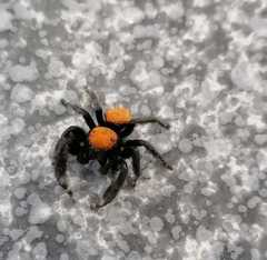 Phidippus apacheanus