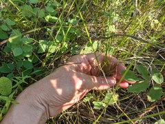Piptatheropsis canadensis