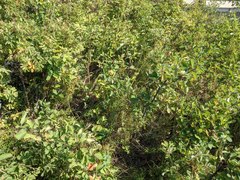 Piptatheropsis canadensis