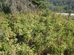 Piptatheropsis canadensis