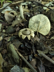 Geastrum