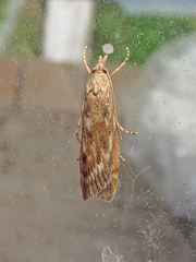 Occidentalia comptulatalis