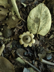 Geastrum