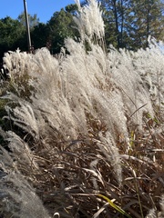 Miscanthus sacchariflorus