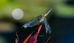 Pachydiplax longipennis