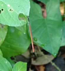 Leptobasis vacillans