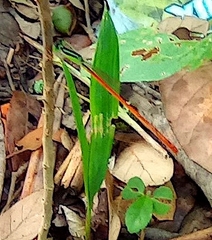 Leptobasis vacillans