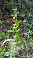 Alonsoa meridionalis